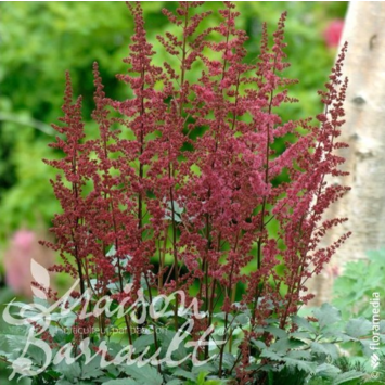image ASTILBE ROUGE