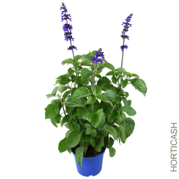 image SAUGE BLEUE