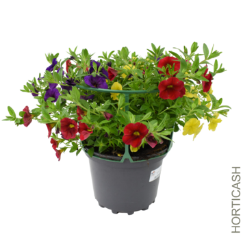 image CALIBRACHOA