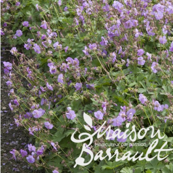 image GERANIUM CANTABRIGIENSE CAMBRIDGE