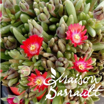 image DELOSPERMA JEWEL OF DESERT GRENADE
