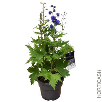image DELPHINIUM FANTASIA
