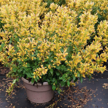image AGASTACHE KUDOS YELLOW