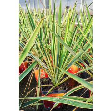 image YUCCA FILAMANTOSA BRIGHT EDGE