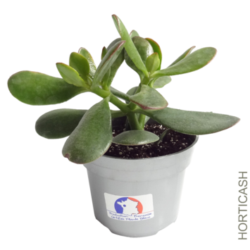 image CRASSULA OVATA SUNSET