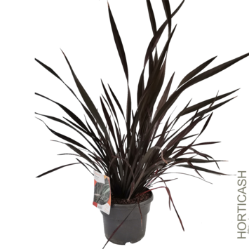 image PHORMIUM TENAX PLATT S BLACK