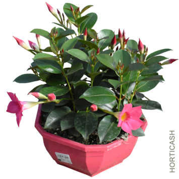 image DIPLADENIA SANDERI COUPE COLOREE