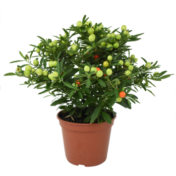 image SOLANUM THORINO
