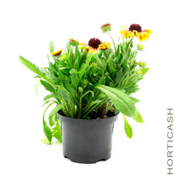 image GAILLARDE