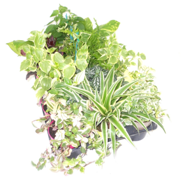 image PLANTES VERTES VARIEES P COLORE