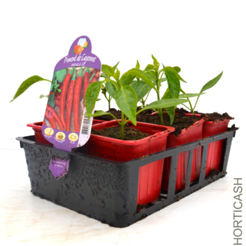 image PIMENT DE CAYENNE BQ6