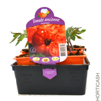 image TOMATE ANANAS BQ3