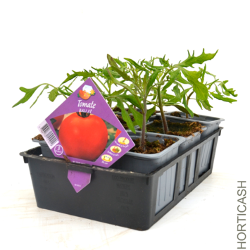 image TOMATE BALI BQ6