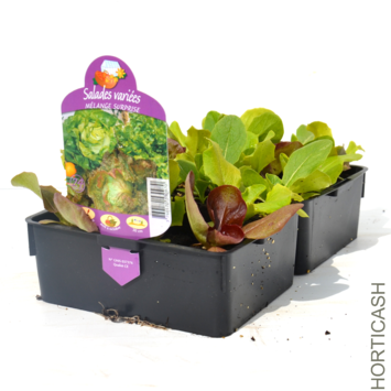 image SALADE 4 VARIETES BQ24