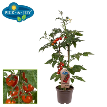 image TOMATE CERISE CRAZY CHERRY