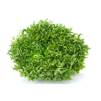 image CHICOREE FRISEE DORANA BQ24