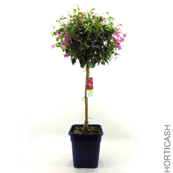 image BOUGAINVILLIER VIOLET TIGE