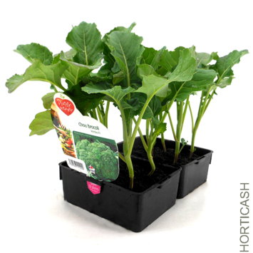 image CHOU BROCOLI MARATHON BQ6