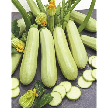 image COURGETTE LOREA LONGUE BLANCHE