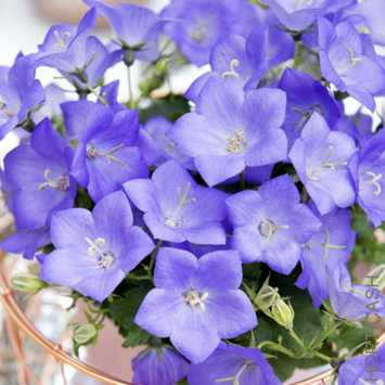 image CAMPANULE AVIDA BLUE