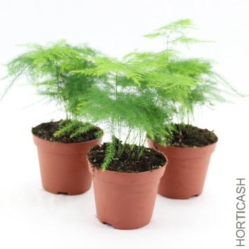 image ASPARAGUS PLUMOSUS