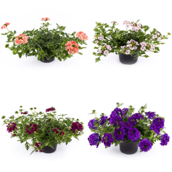 image VERVEINE