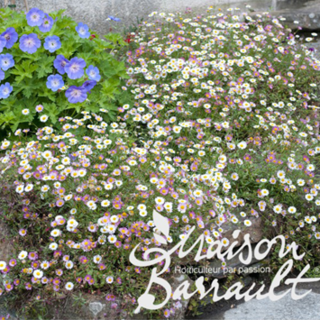 image ERIGERON KARVINSKIANUS