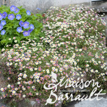 image ERIGERON KARVINSKIANUS