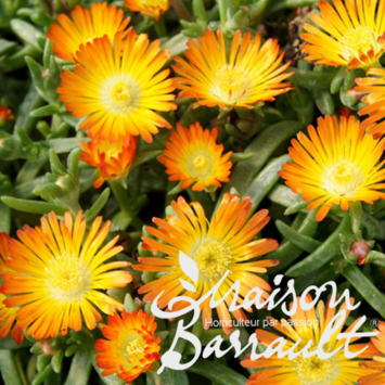 image DELOSPERMA FIRE WONDER