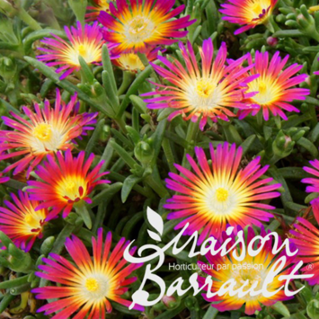 image DELOSPERMA HOTPINK WONDER