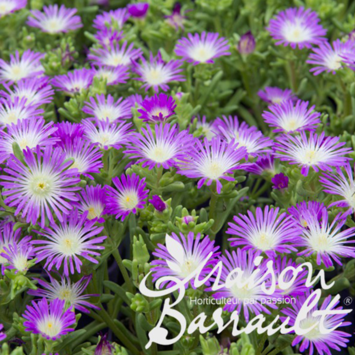 image DELOSPERMA VIOLET WONDER