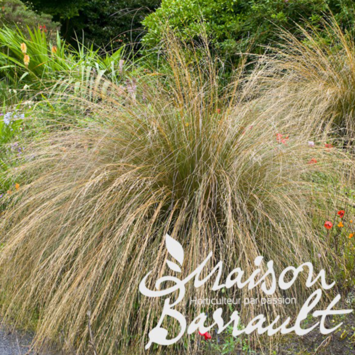 image CAREX COMANS BRONZE FORM