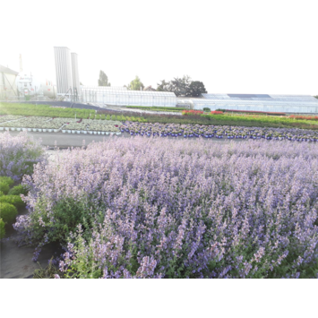 image NEPETA MUSSINII
