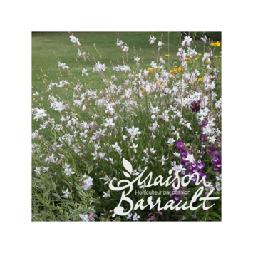 image GAURA LINDHEIMERI SHORT FORM