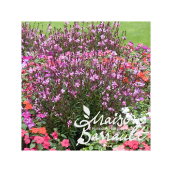 image GAURA LINDHEIMERI SISKYOU PINK