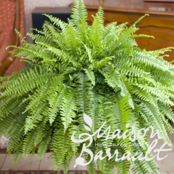 image NEPHROLEPIS