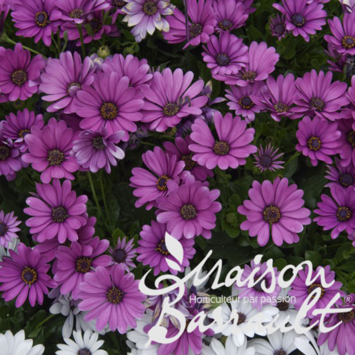 image OSTEOSPERMUM VIVACE ROSE