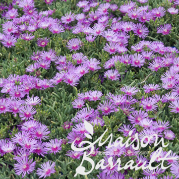 image DELOSPERMA COOPERI