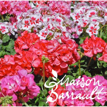 image GERANIUM ZONAL