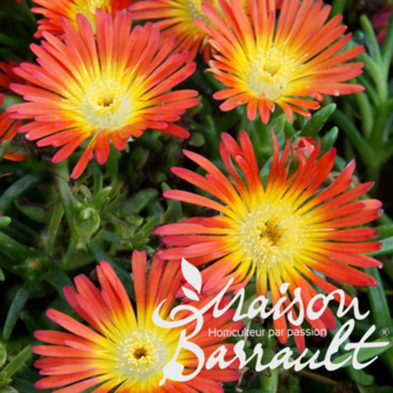 image DELOSPERMA ORANGE WONDER
