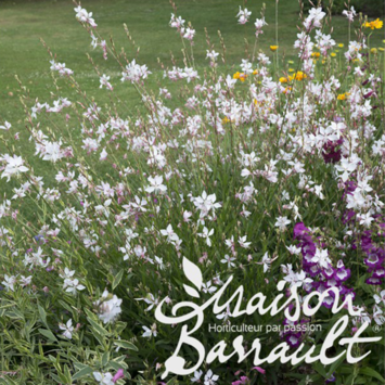 image GAURA LINDHEIMERI SHORT FORM