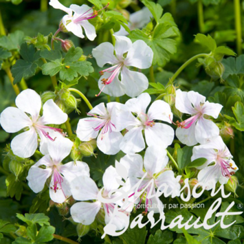 image GERANIUM CANTABRIGIENSE BIOKOVO