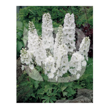 image DELPHINIUM MAGIC FOUNTAIN GALAHAD