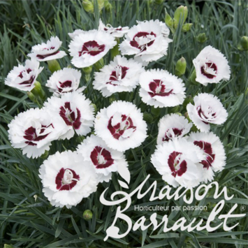 image OEILLET PLUMARIUS COCONUT SUNDAE