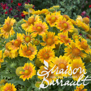 image GAILLARDE ARISTATA MESA PEACH
