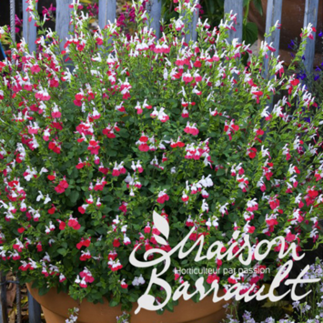 image SAUGE GRAHAMII HOT LIPS