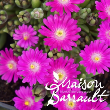 image DELOSPERMA JEWEL OF DESERT OPALE