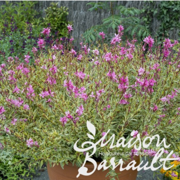 image GAURA LINDHEIMERI PINK PANACHE