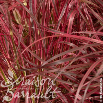 image PENNISETUM ADVENA FIREWORKS