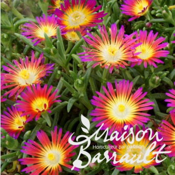 image DELOSPERMA HOTPINK WONDER